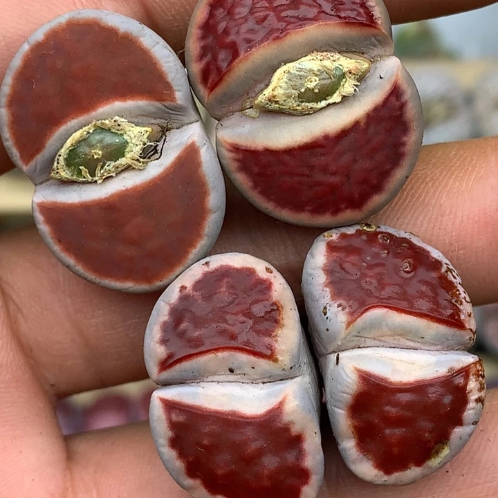 ゛**゛精品多肉植物大战僵尸先生