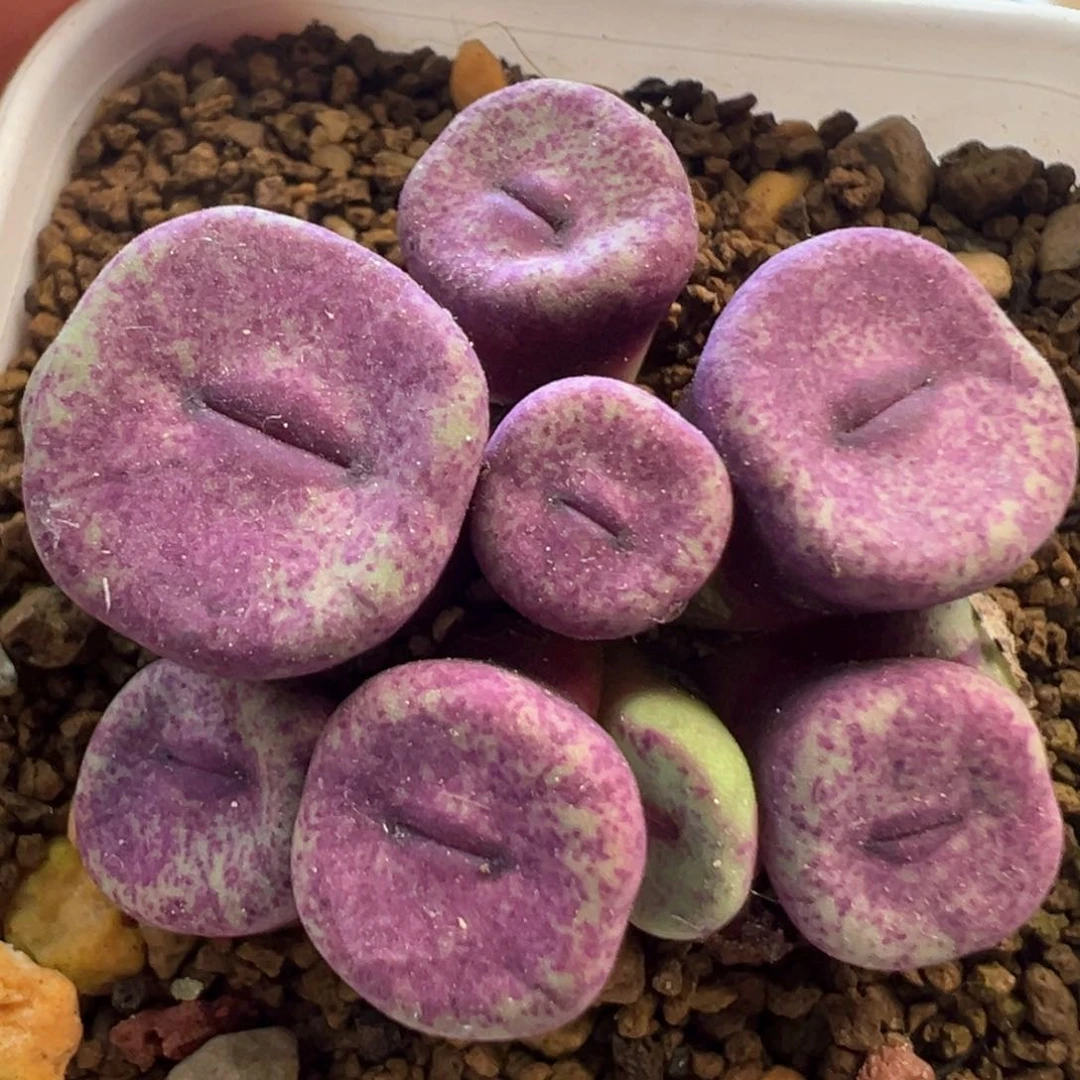 美嘴美嘴 肉锥植物
