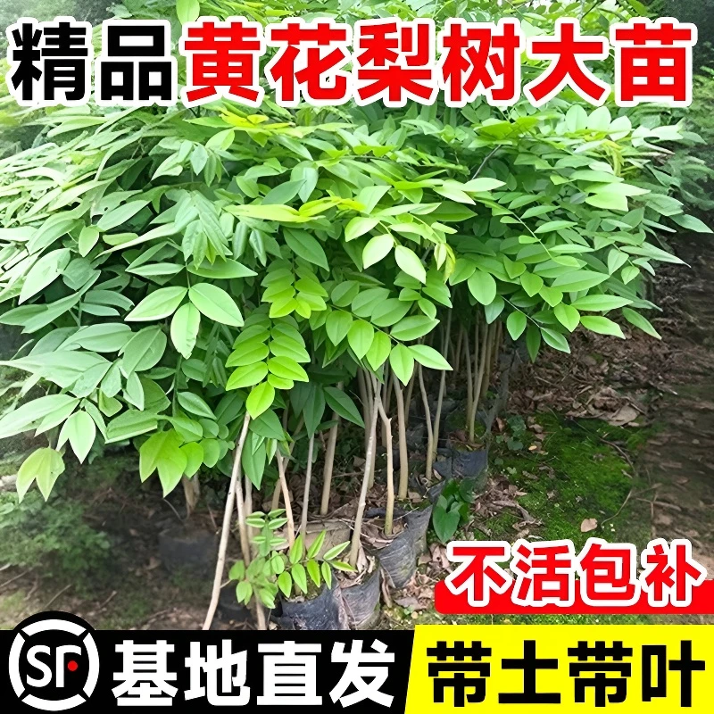 黄花梨树苗小叶紫檀庭院南北方四季种植海南正宗名贵苗木盆栽地栽