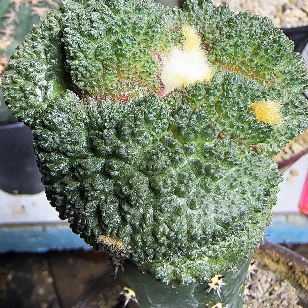 大尤哥斯拉462仙人球开花
