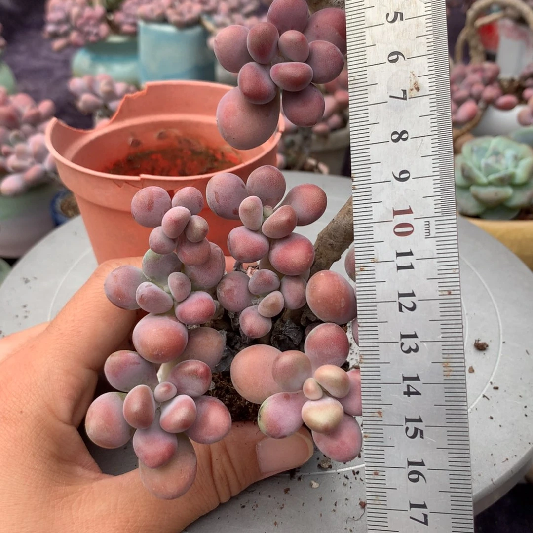 26号不带盆偏远地区不包邮的