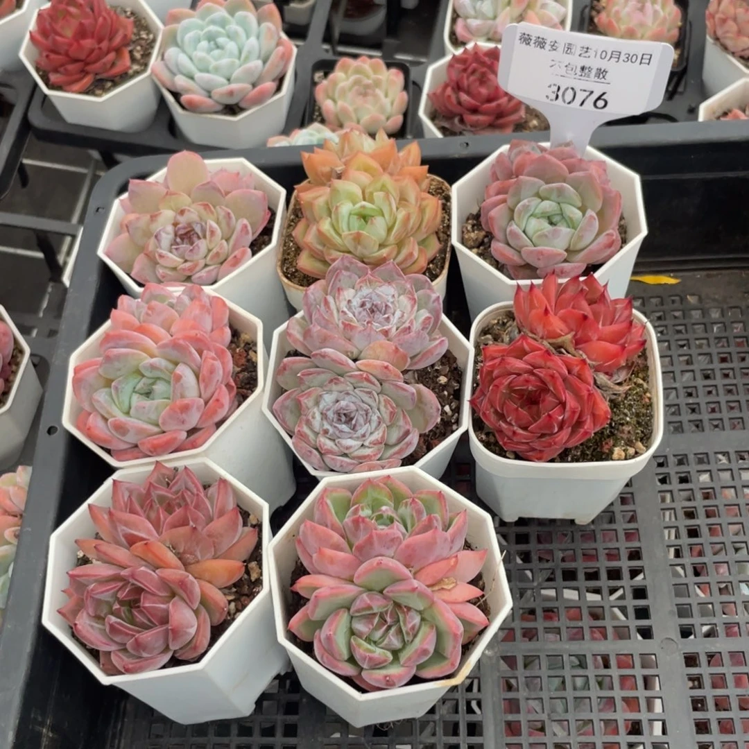 不包整散 盆子不售后3076