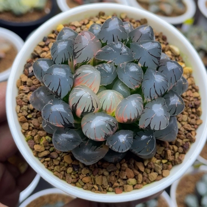 OB1冰灯玉露锦亚成株