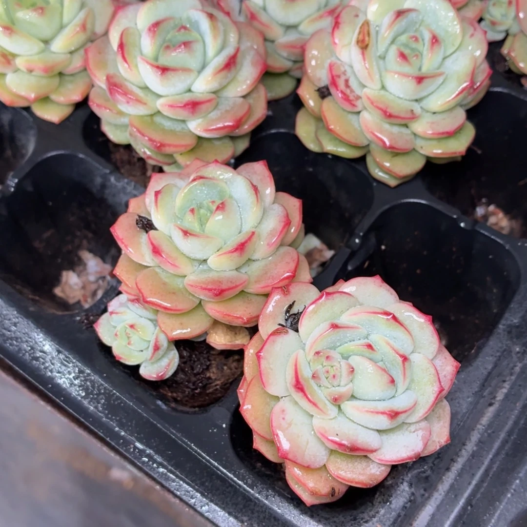 两颗香草多肉9.9包邮发货