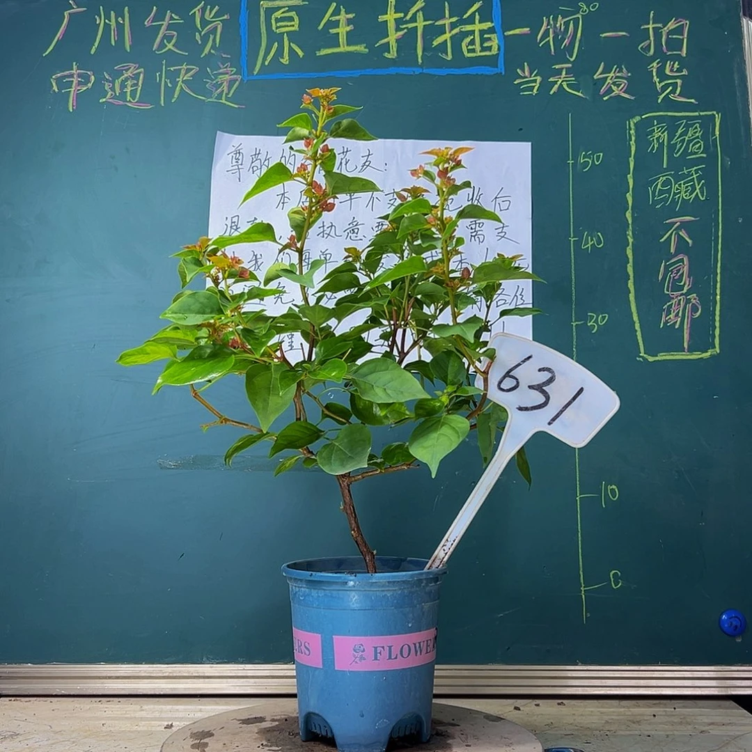 当前无花栽培后可以开花 福利 暗斑夕阳红  631