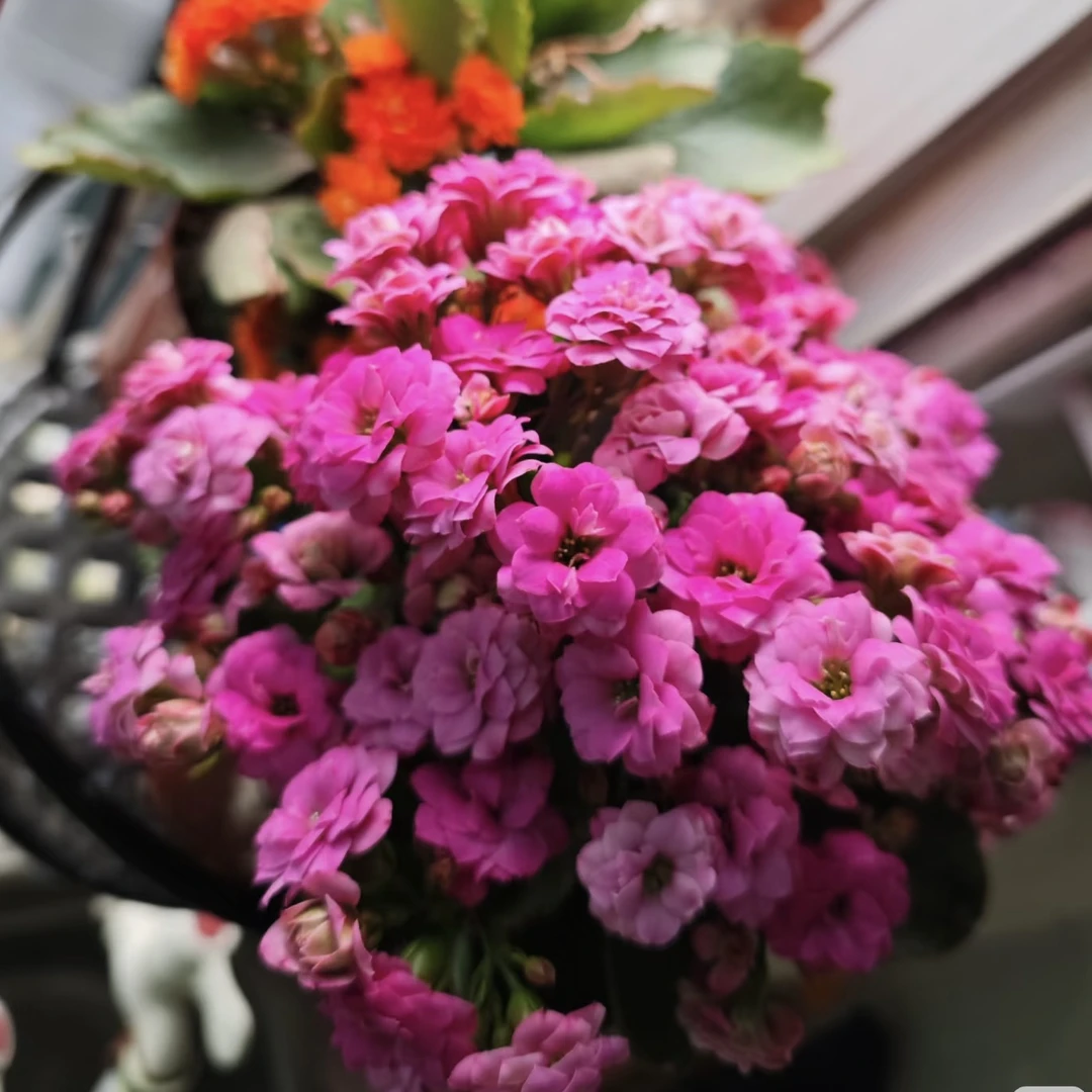 《新疆包邮》长寿（方蒂娜）、重瓣稀缺长寿、颜色艳丽、耐活好养！带盆