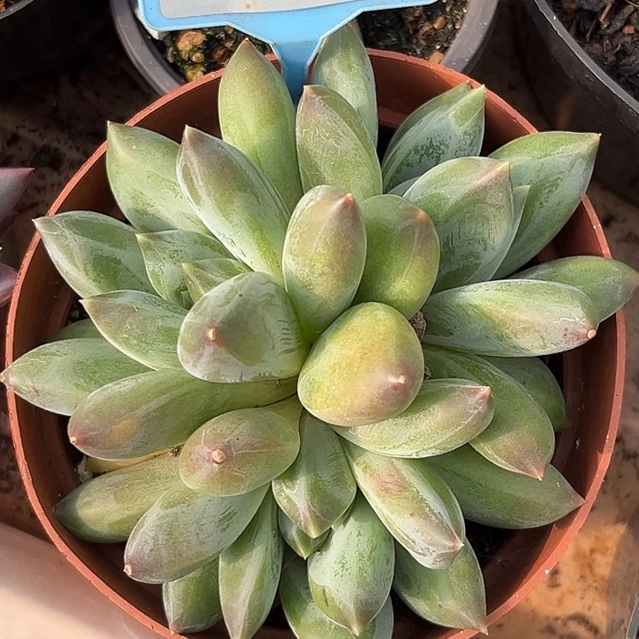 重楼一物一拍554.