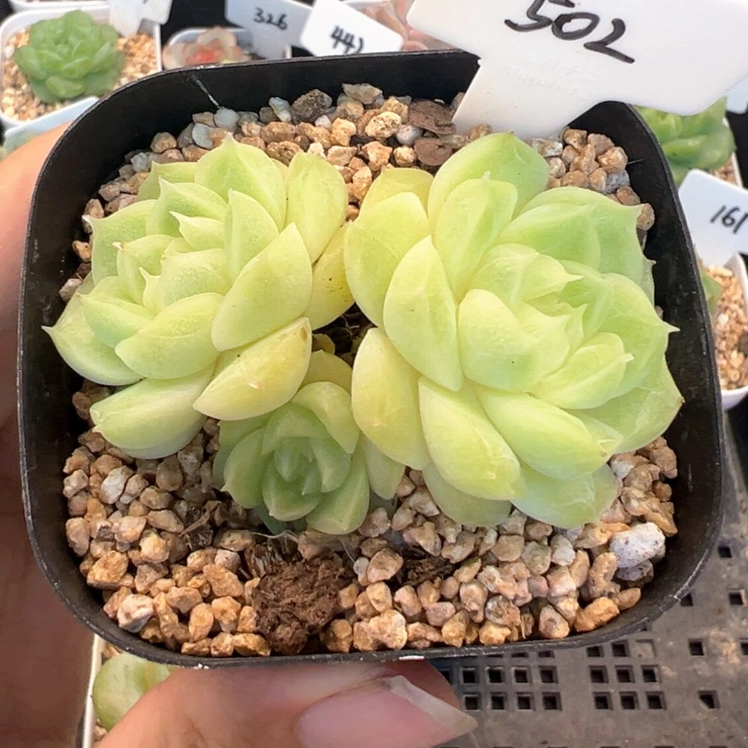 502号梨花白不包整