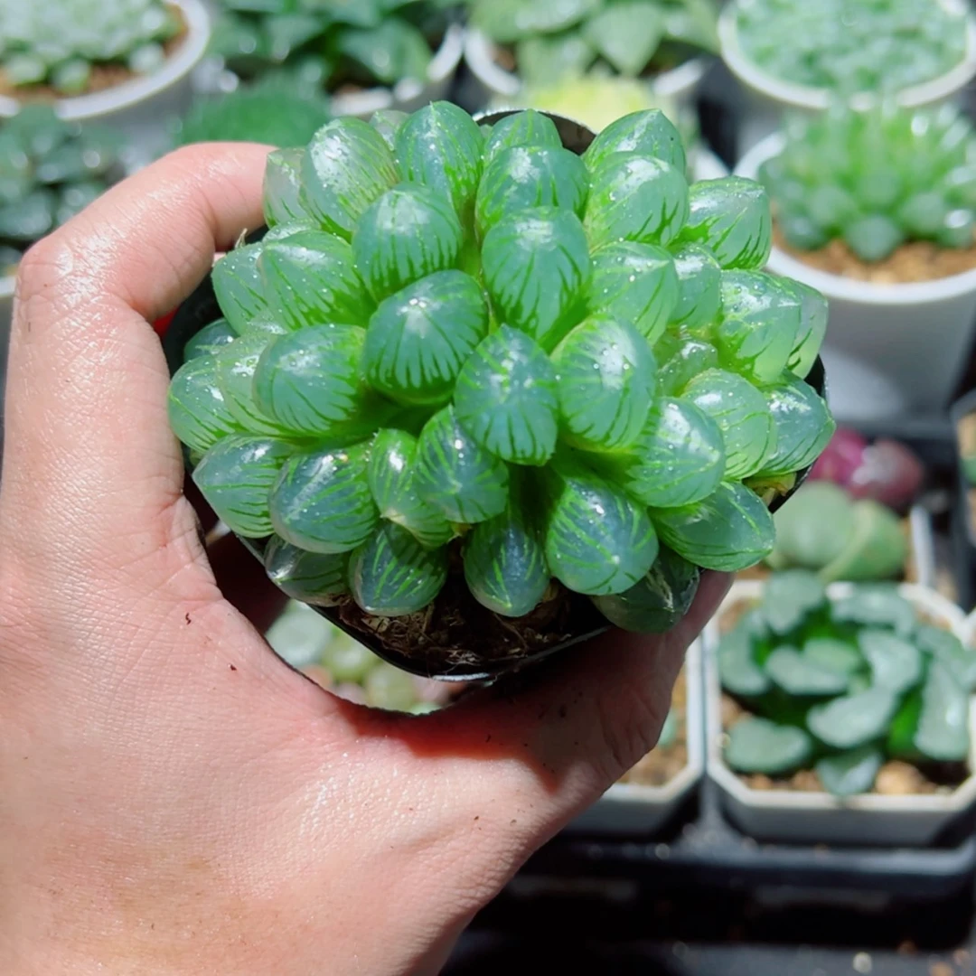 【闪购商品】双头OM