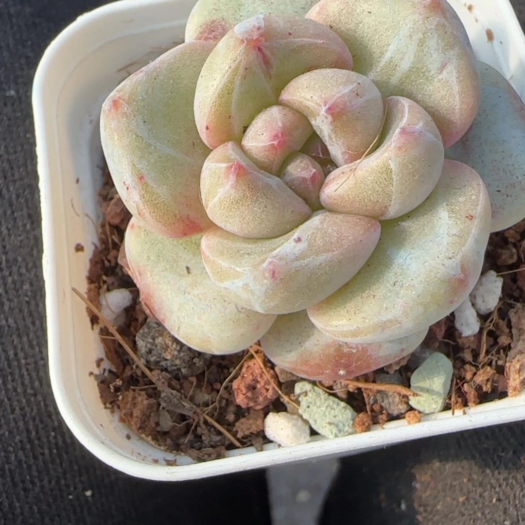 多肉小卡拉米糖心一物一拍