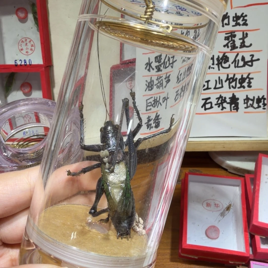 阿***蔡蟋蟀蝈蝈一条包邮。