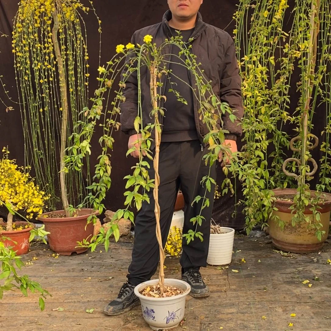 探春花，一物一拍