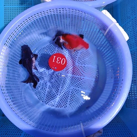 金鱼031小泰狮两条特价顺丰包邮