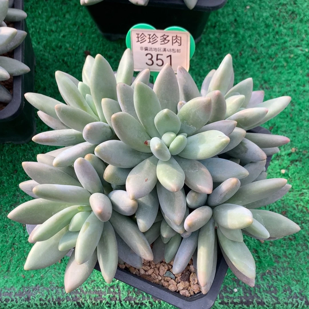 莫****白兰地无砍平头351