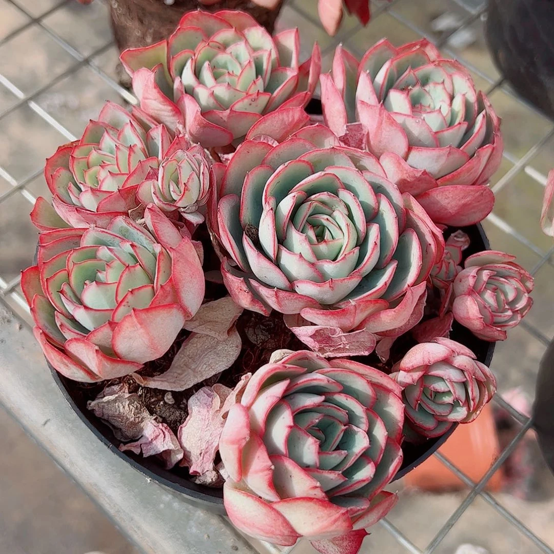 牡丹亭多头群生精品特价