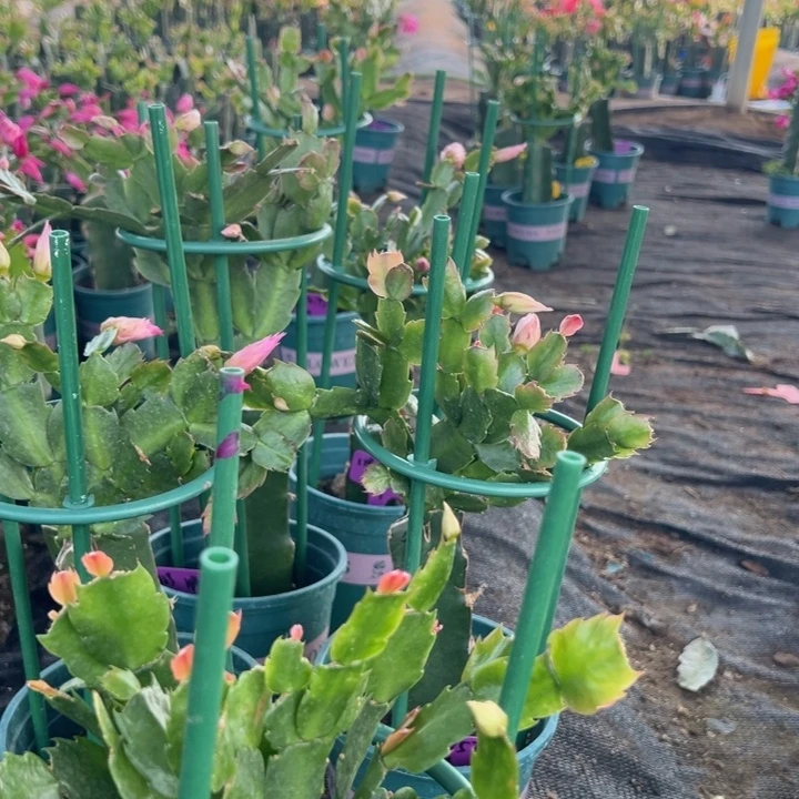 用***829号038粉色花朵0000