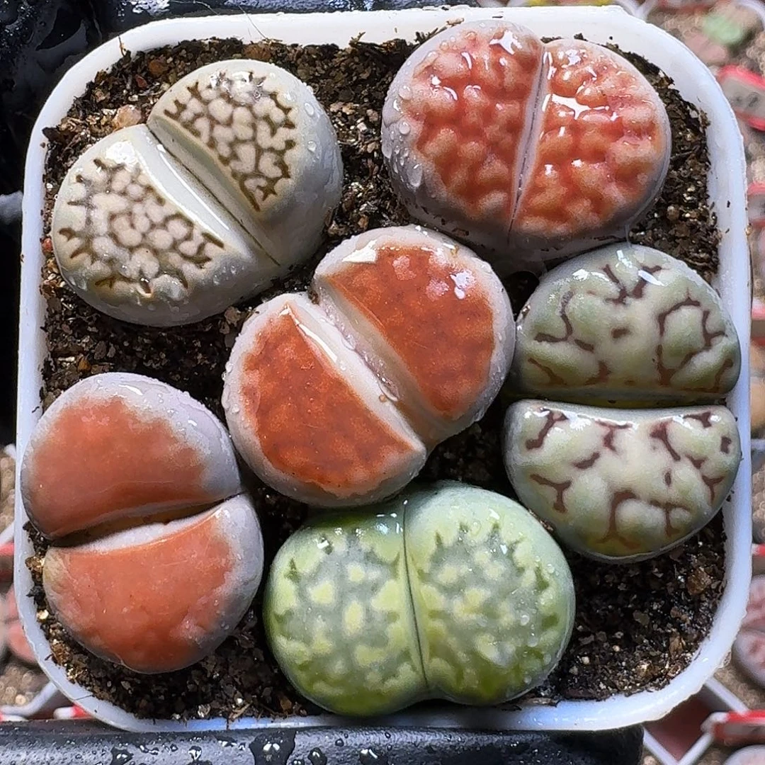 生石花111111。  173