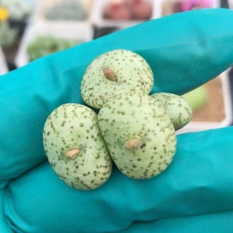 多肉肉锥 4头安贞