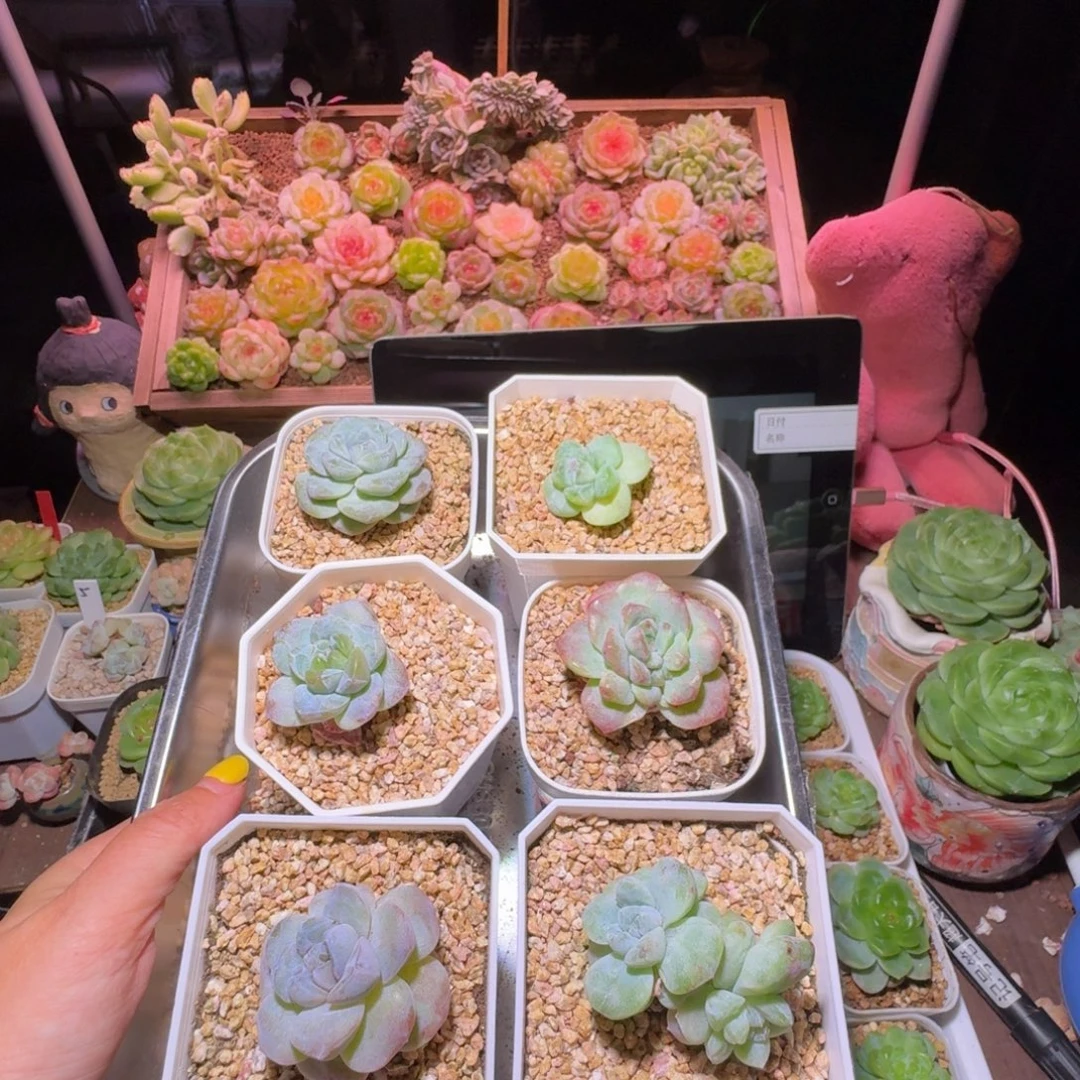 冰玉石化一盘福利