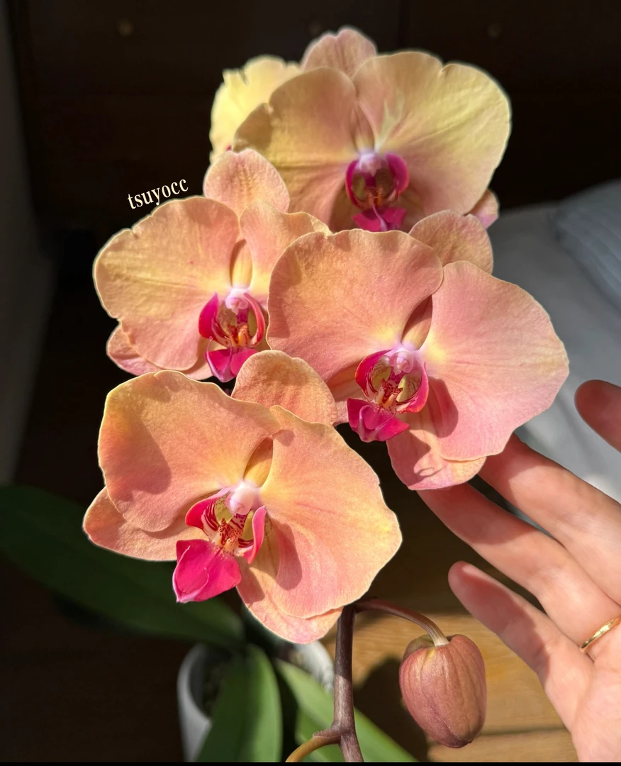 芳美钻石蝴蝶兰双花剑会变色的2.8寸苗非常漂亮复古正品有点微瑕