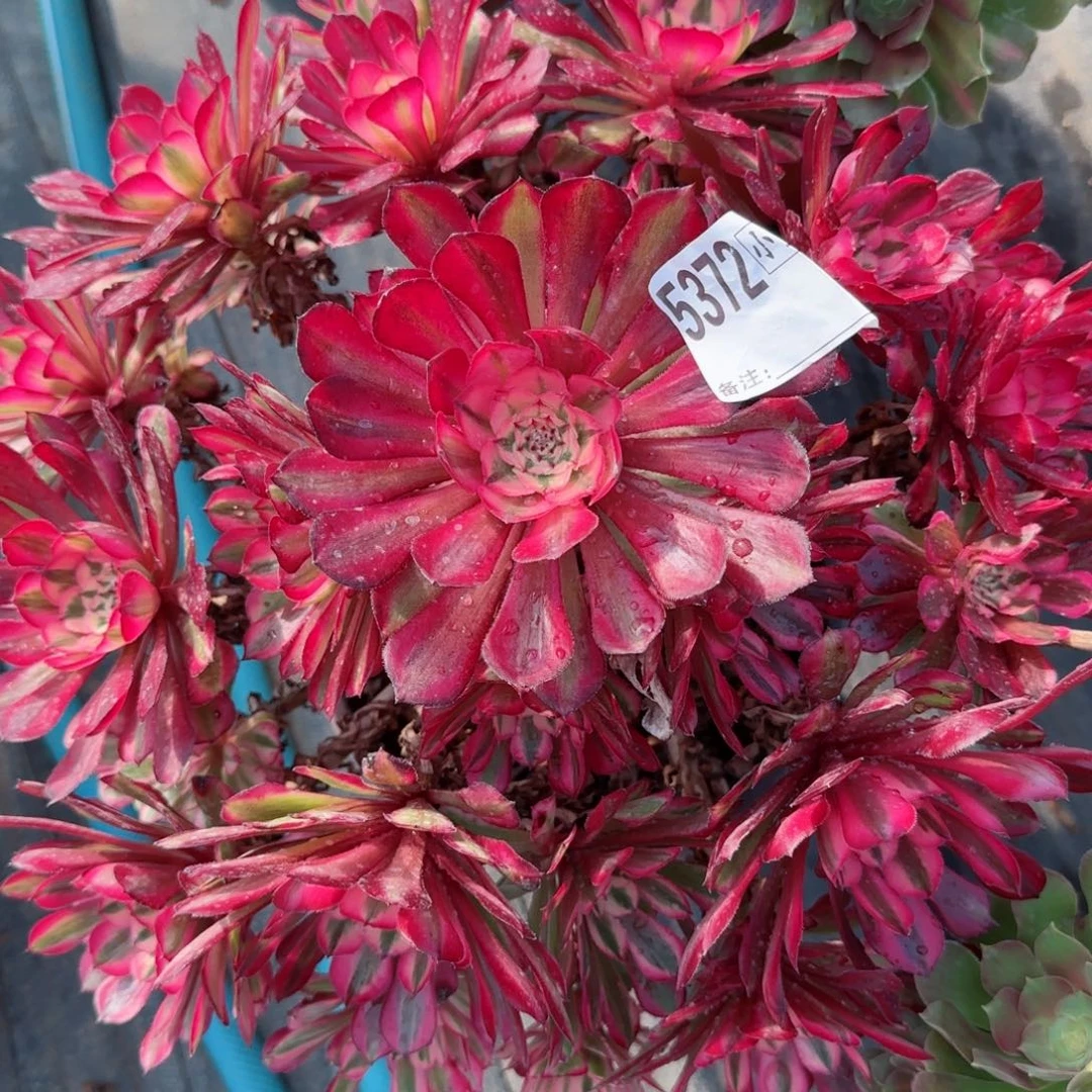 李*5372红铜多肉多肉