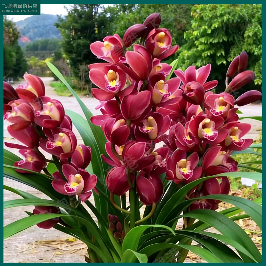 蕙兰红宝石3-4支花起带花苞名贵精品年宵花卉四季常青