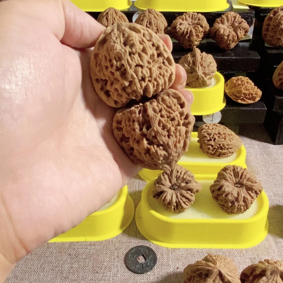 木质类多肉矮三角的