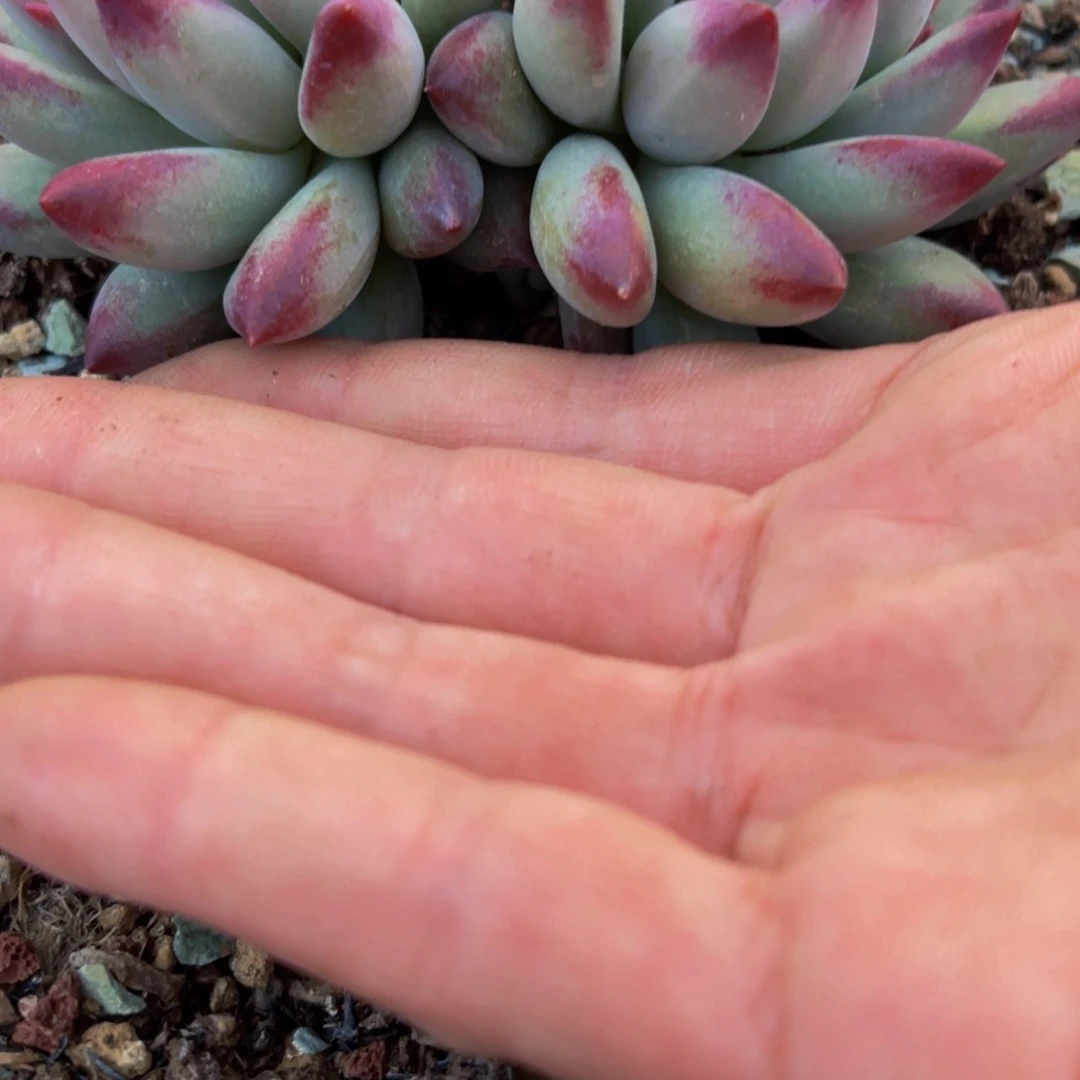 蜜*虞美人发货111111111