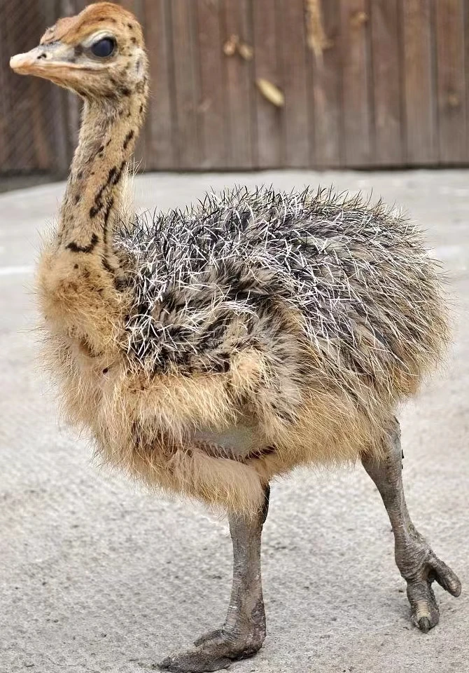 2斤左右宠物文鸟 顺丰包邮