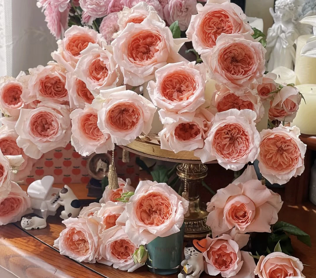 阿馥苑大花浓香【涌流】月季花苗