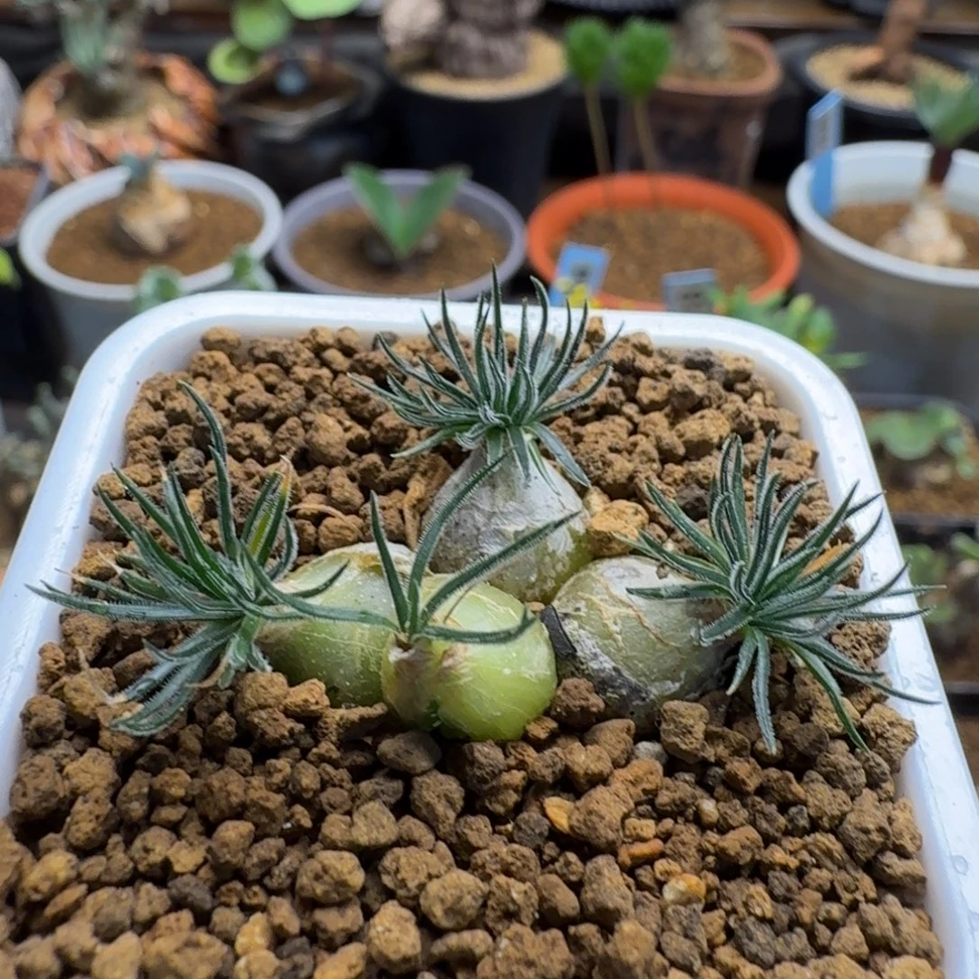 毛叶迷你海葱354 仙人球