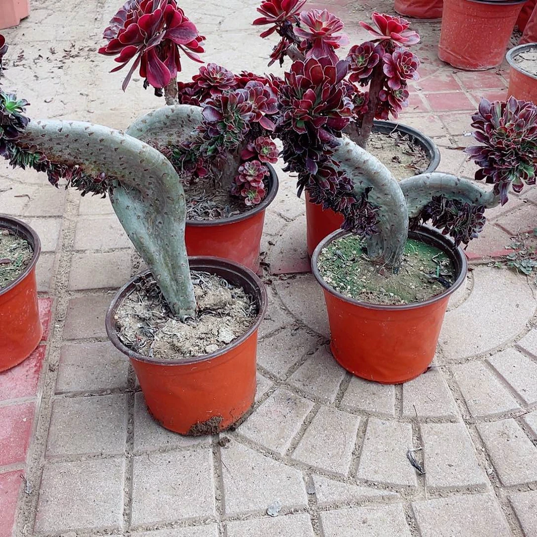 嘉***修的方法个v把别别扭扭你宝贝