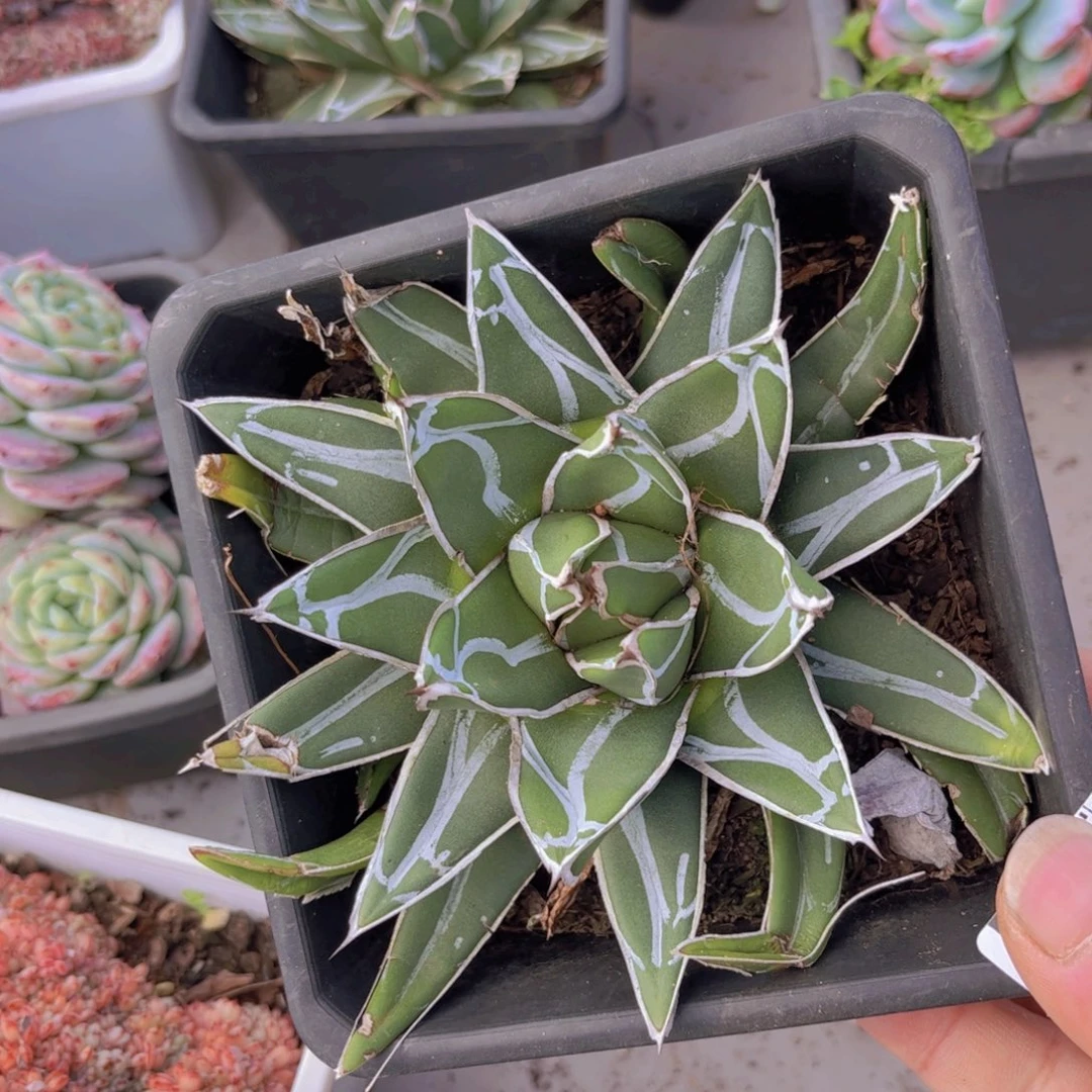 屉之雪多肉植物05213