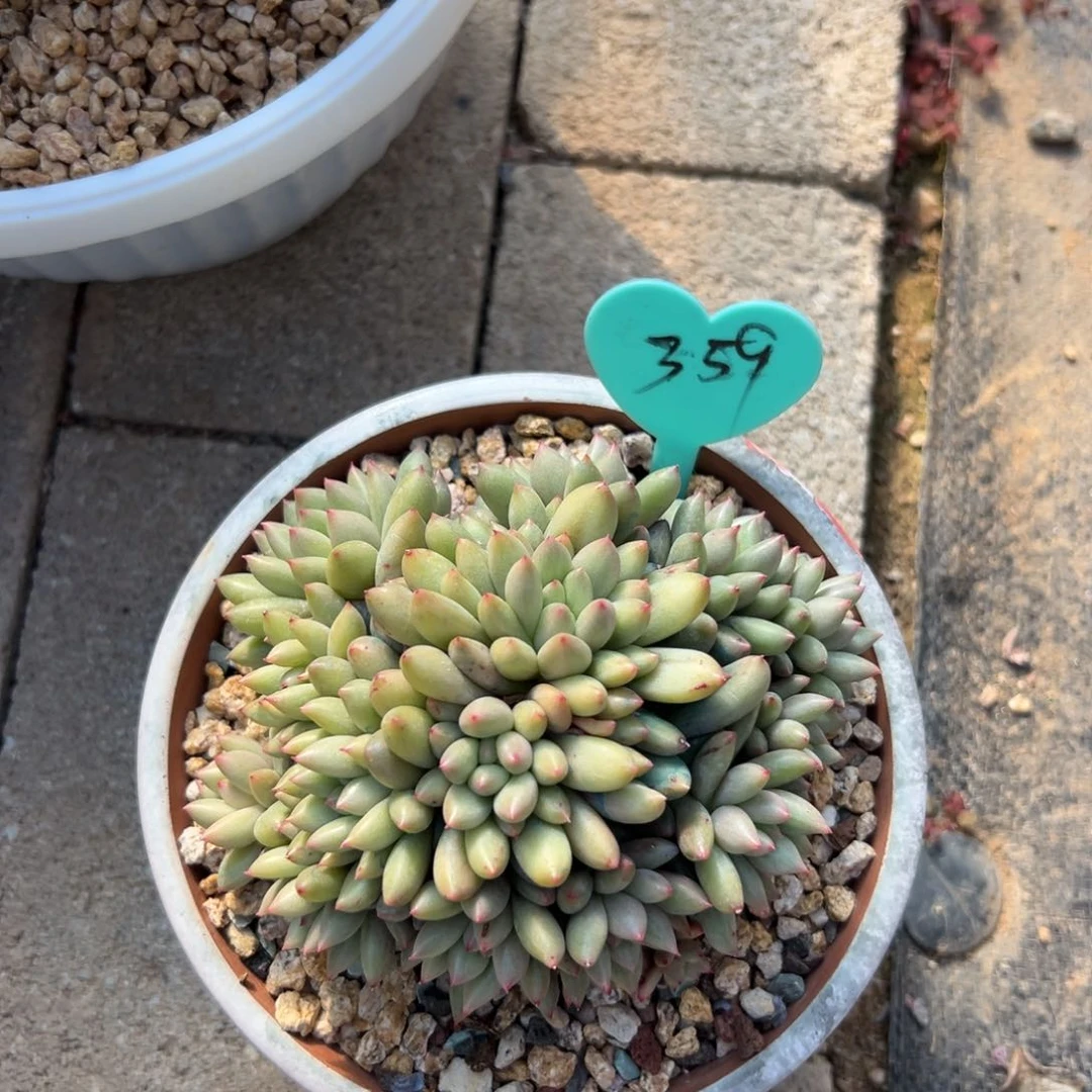 半**?多肉植物一物一拍