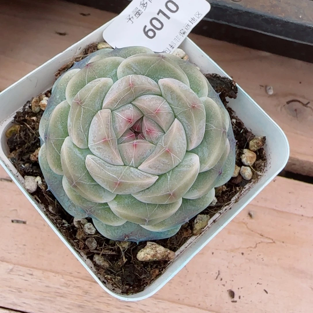 新品，6010多肉植物
