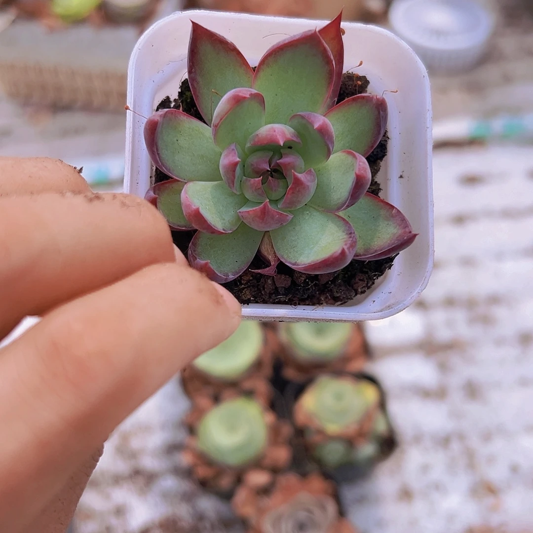 惊鸿仙子带盆带土9.9包邮