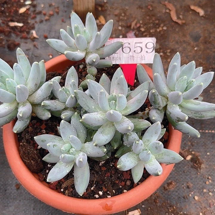 星空美人1659多肉植物