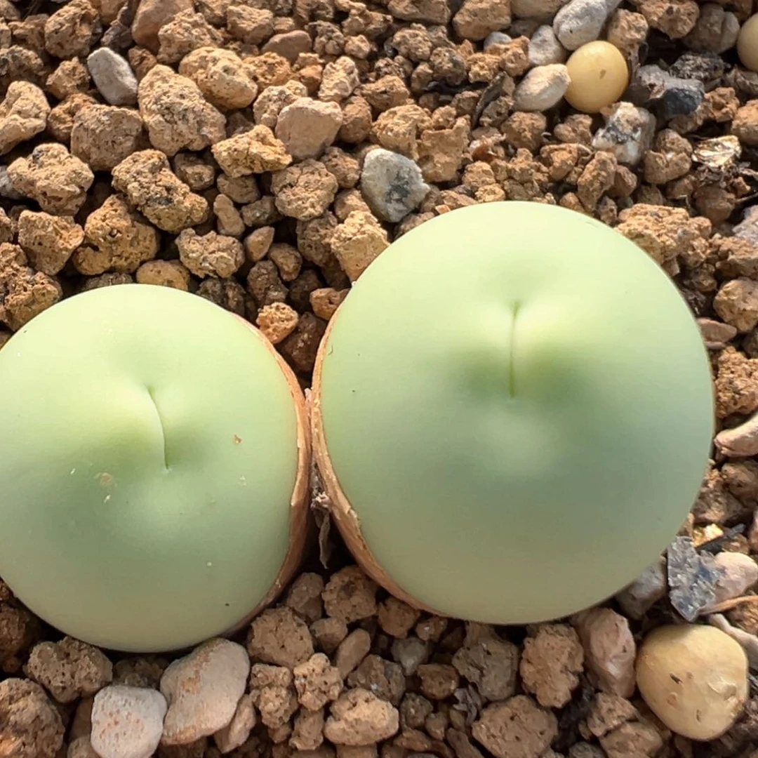 奶**芙23多肉植物百科知识