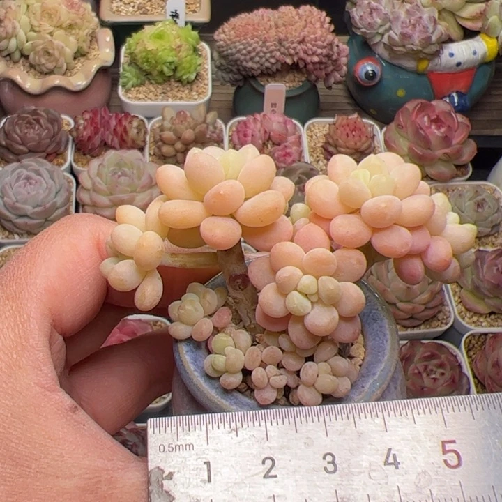 345 多肉植物组合盆栽