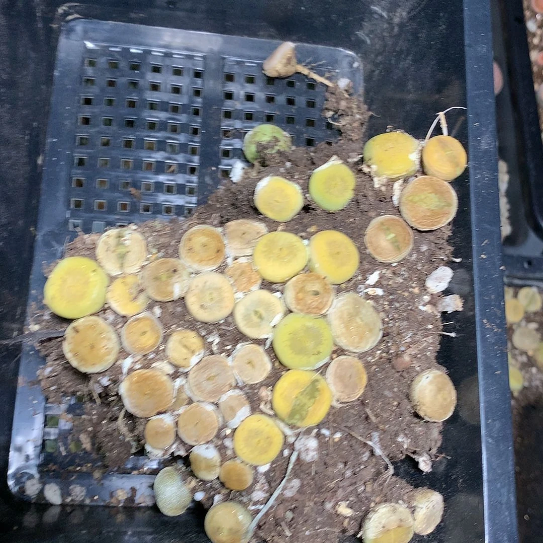 时**味W924多肉植物保护