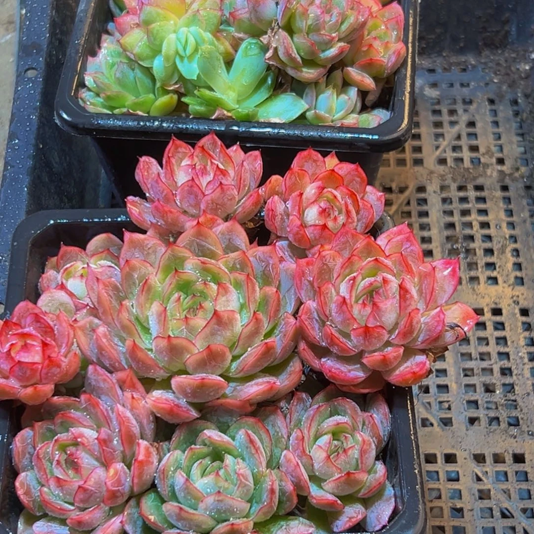 740份小龙虾一份小龙虾两