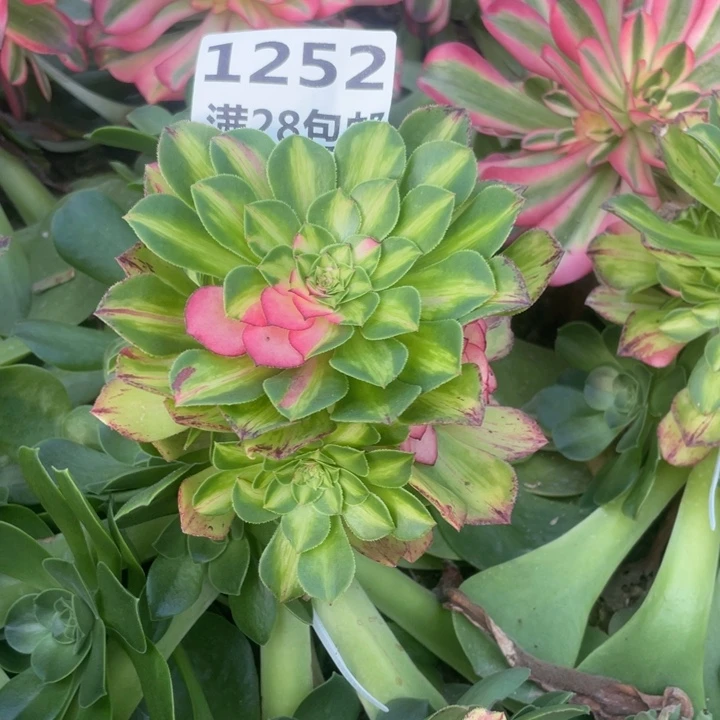 1252嫁接知否三号棚