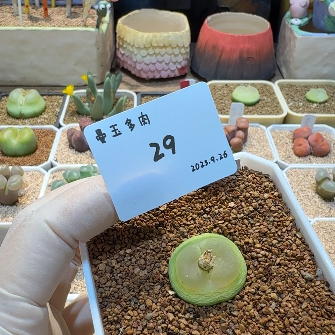 ￴****多肉多肉多肉9.26-029