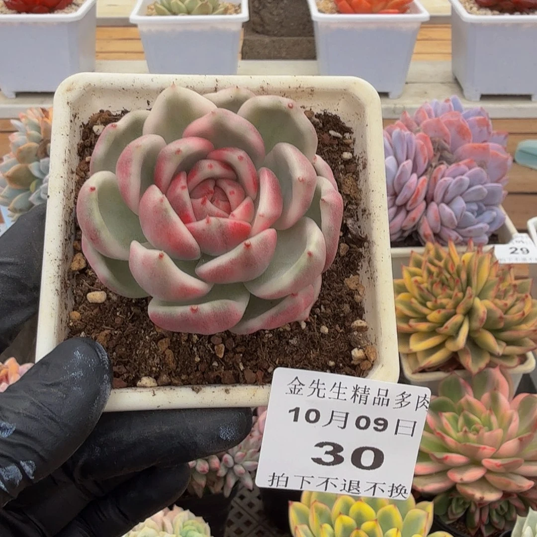 1009-30黑玫瑰锦单头