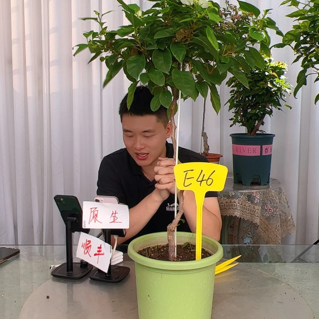 当前无花栽培后可以开花q****iE46白狐狸