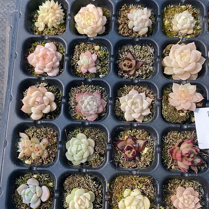 91 多肉植物盆栽花卉植物