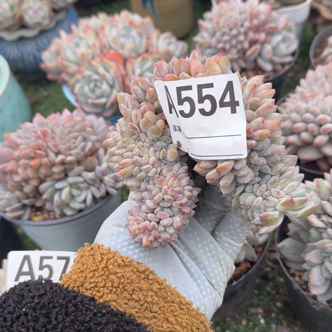 呀呀呀呀呀呀呀呀