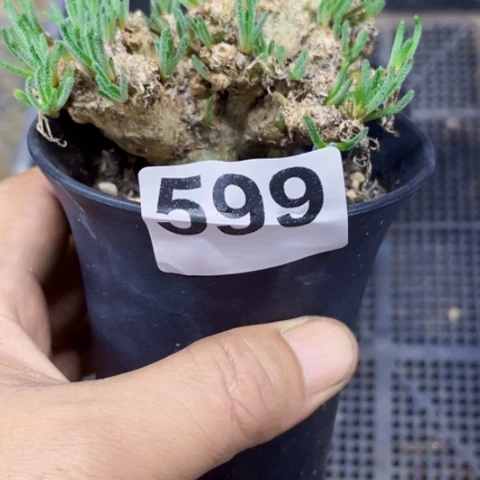 599天刺一物一图如图