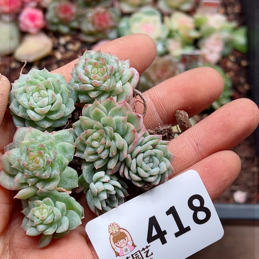 多肉植物多肉植物