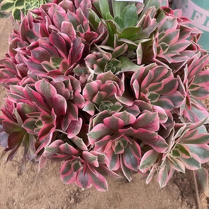 800女妖多肉植物的